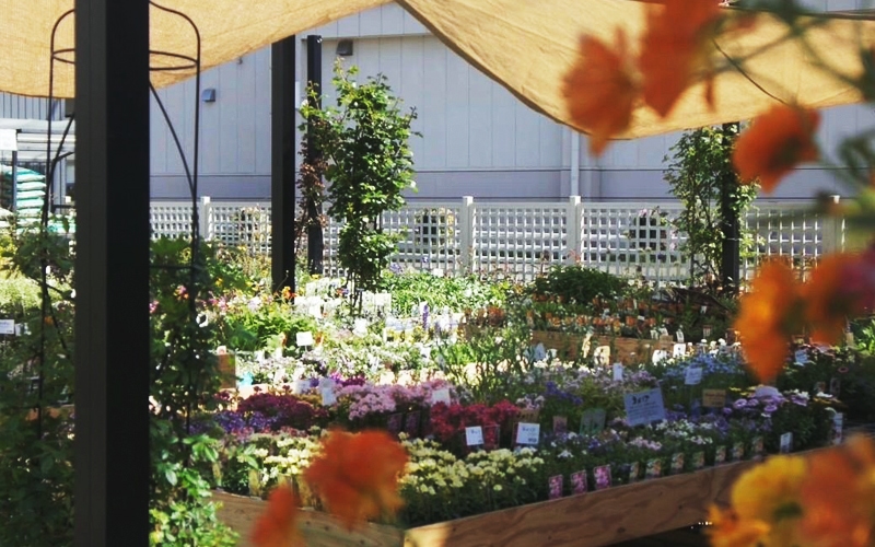 Barns marché